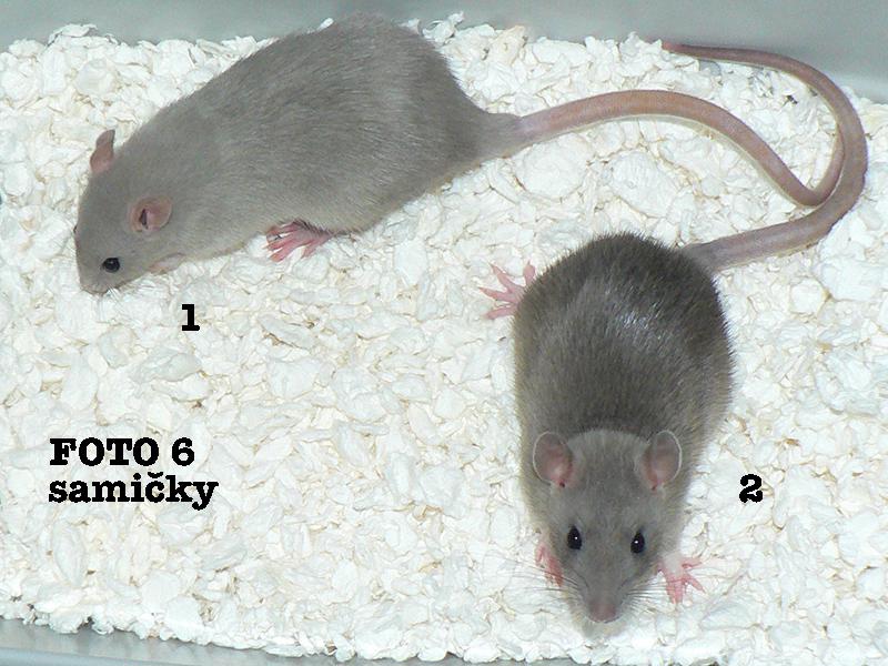 Potkani mladatka Praha - foto 5