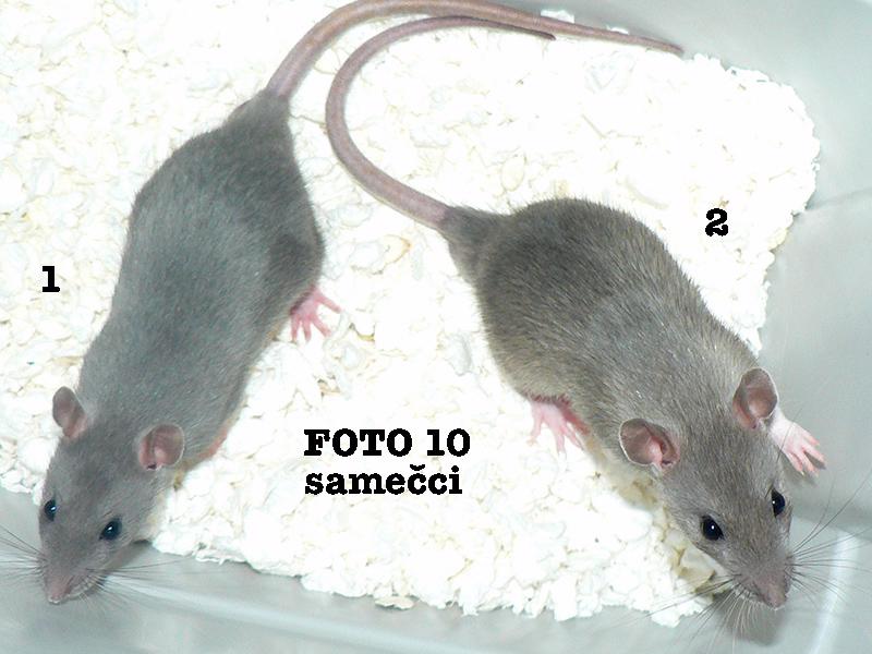 Potkani mladatka Praha - foto 4