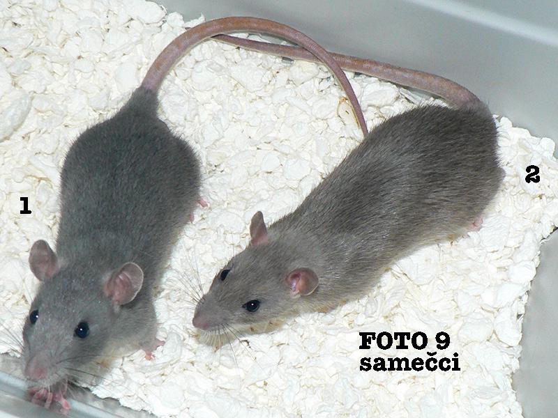 Potkani mladatka Praha - foto 2