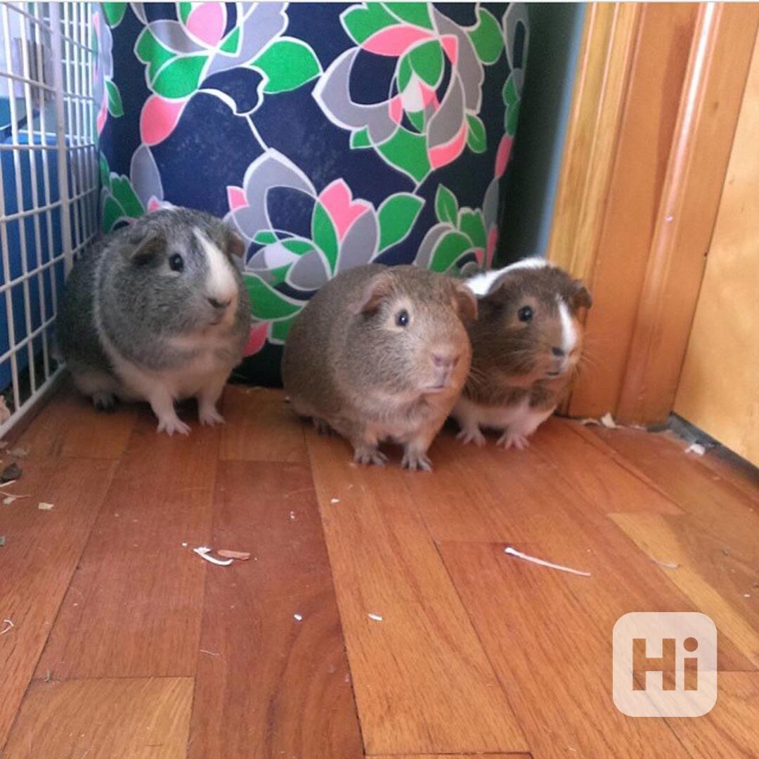 K prodeji jsou skvělá morčata  - foto 1