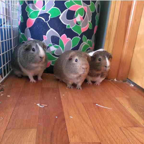 K prodeji jsou skvělá morčata 