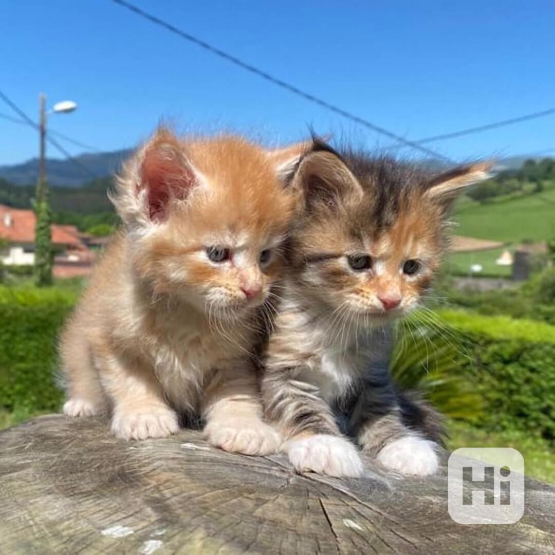 Krásný vrh koťat Mainská mývalí - foto 1
