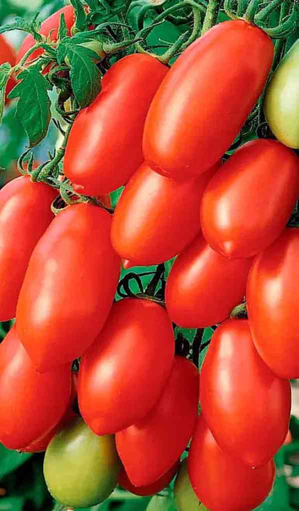 rajče San Marzano Gigante 3