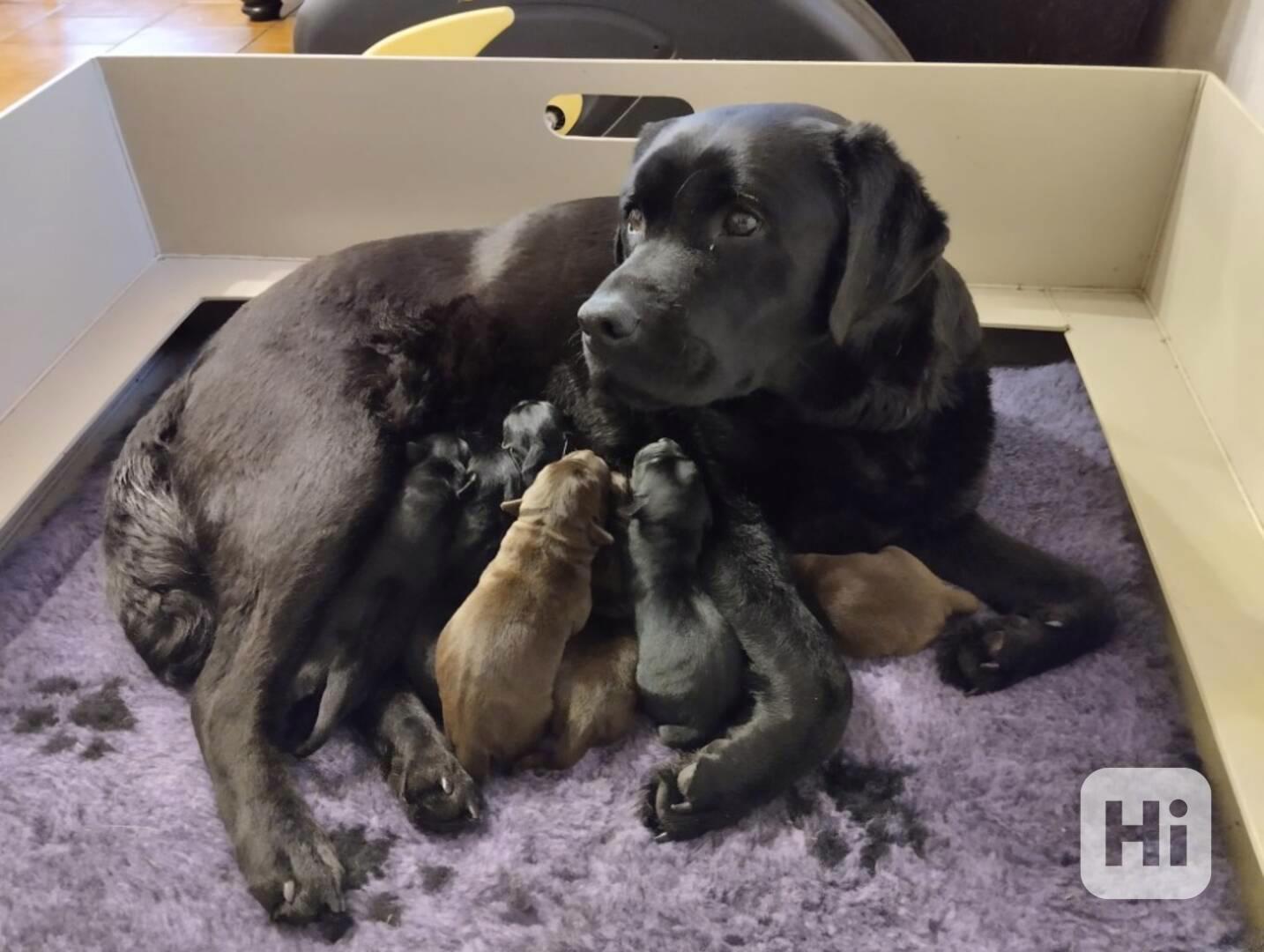 Labradorský retrívr - štěňátka - foto 1