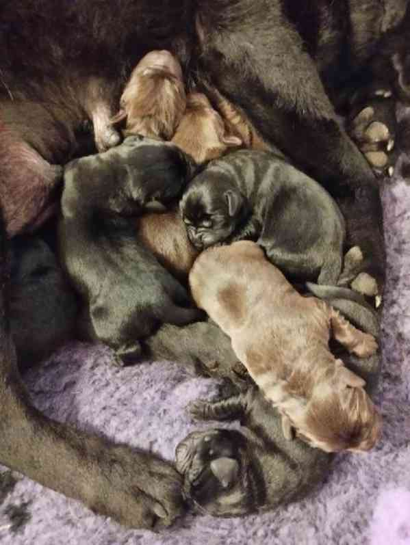 Labradorský retrívr - štěňátka - foto 3