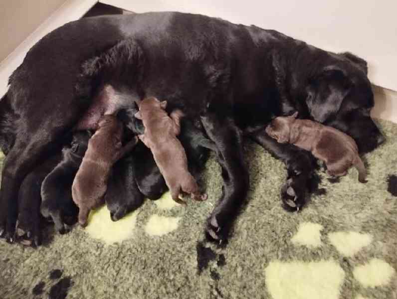 Labradorský retrívr - štěňátka - foto 2