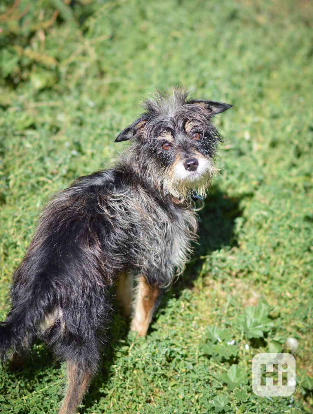 Fluffy - malý mazlivý pejsek, cca 4 roky - foto 1