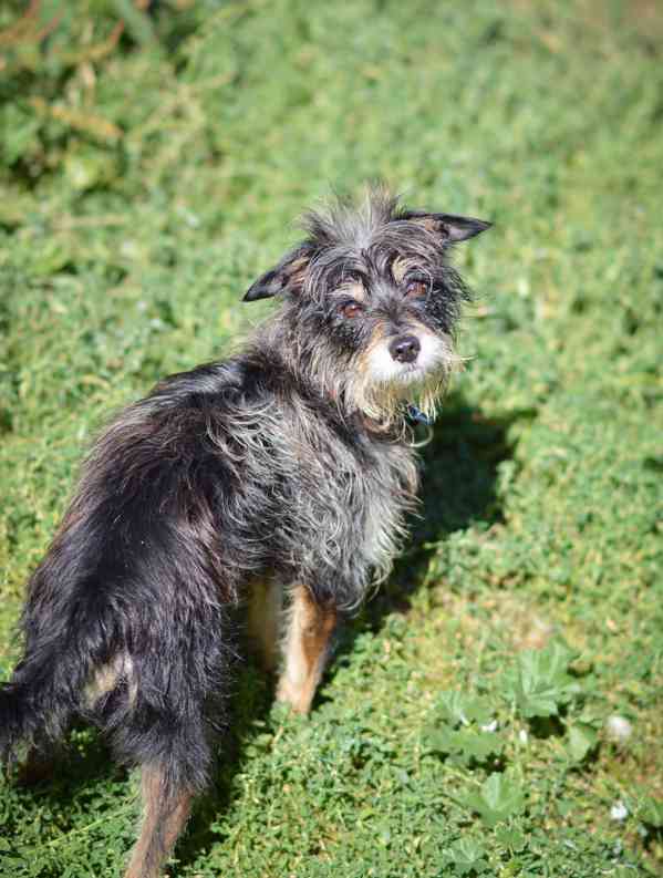 Fluffy - malý mazlivý pejsek, cca 4 roky - foto 1