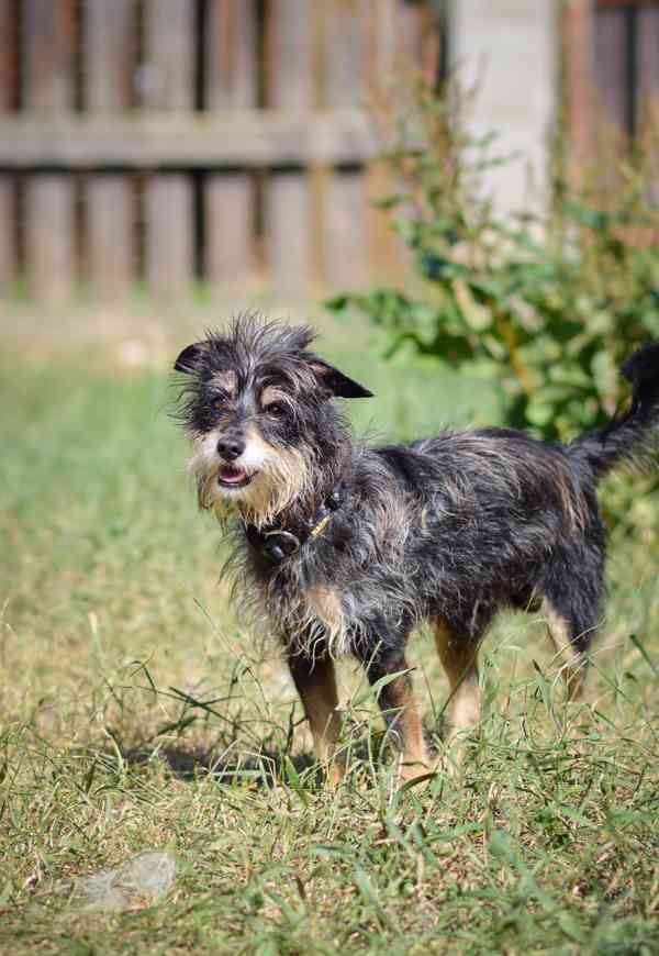 Fluffy - malý mazlivý pejsek, cca 4 roky - foto 4