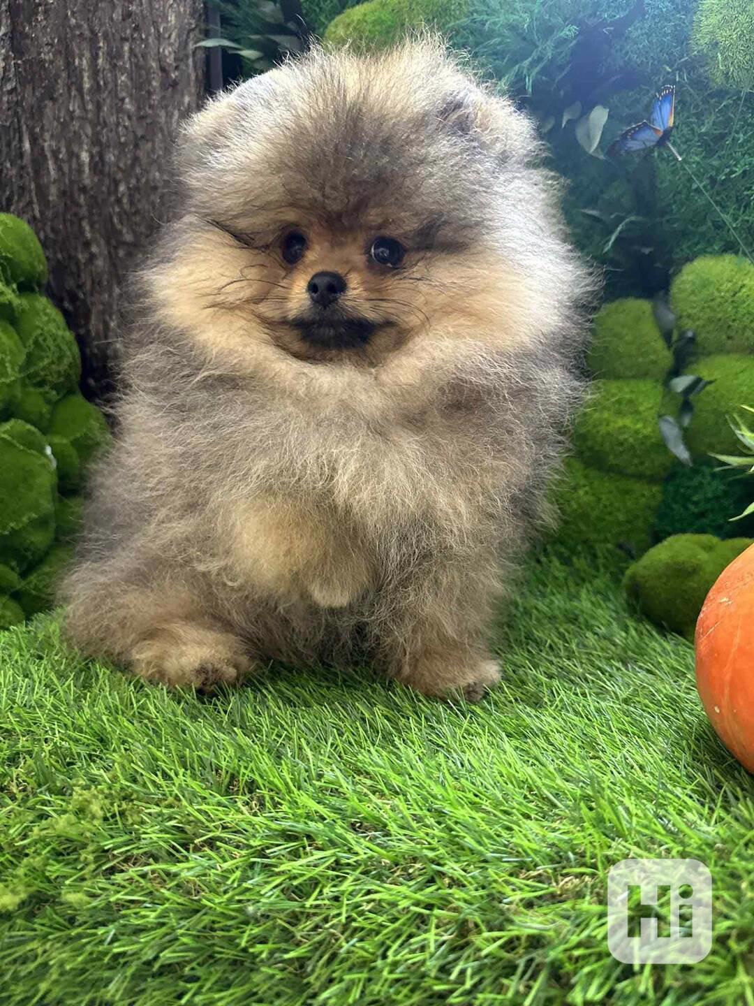 Pomeranian štěňata na prodej. - foto 1