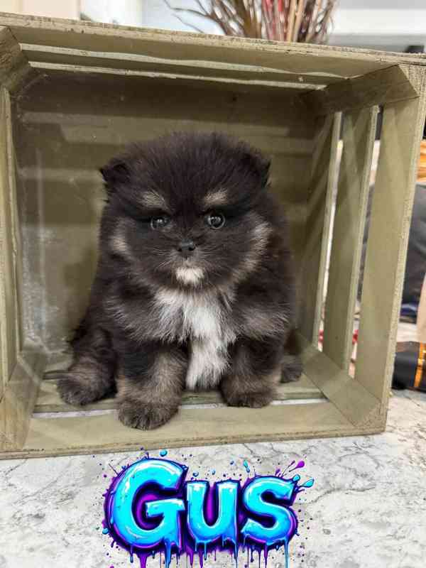 Pomeranian štěňata na prodej. - foto 6