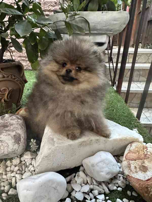 Pomeranian štěňata na prodej. - foto 2