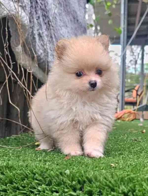 Pomeranian štěňata na prodej. - foto 4