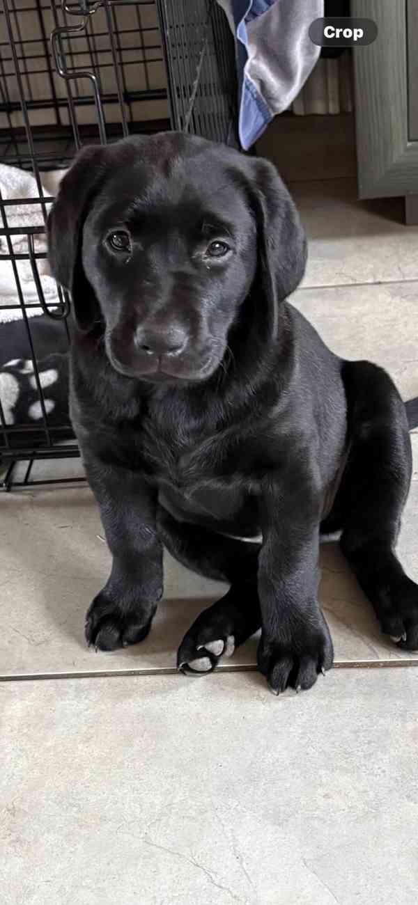 Prodám labradorského retrívra. - foto 2