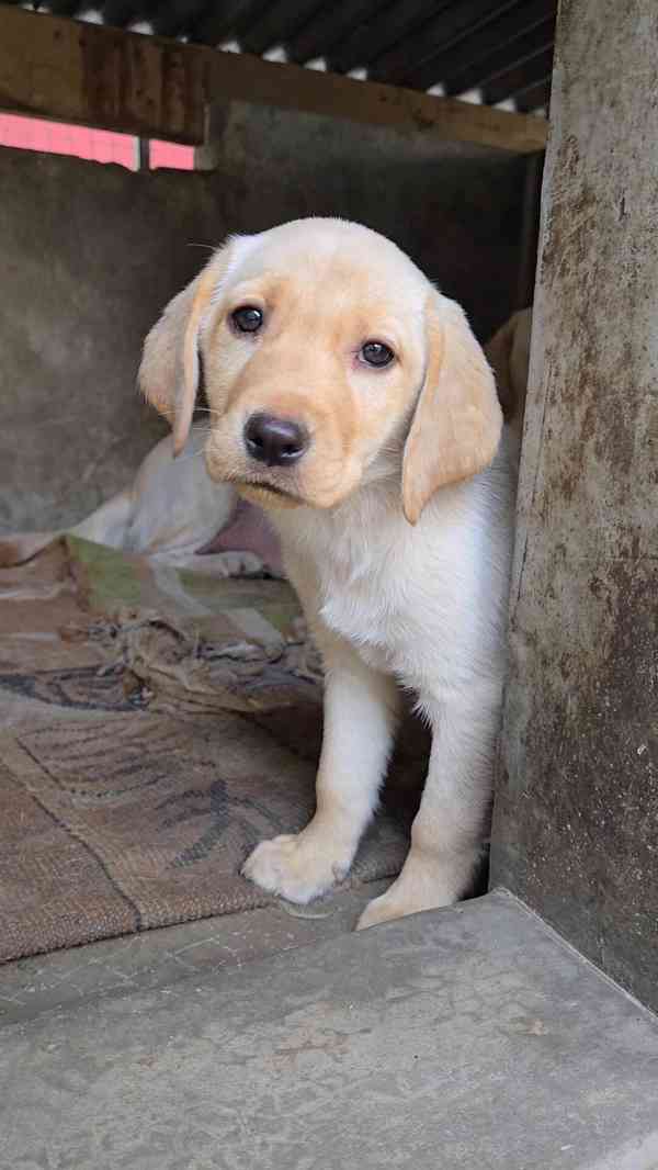 Prodám labradorského retrívra. - foto 5