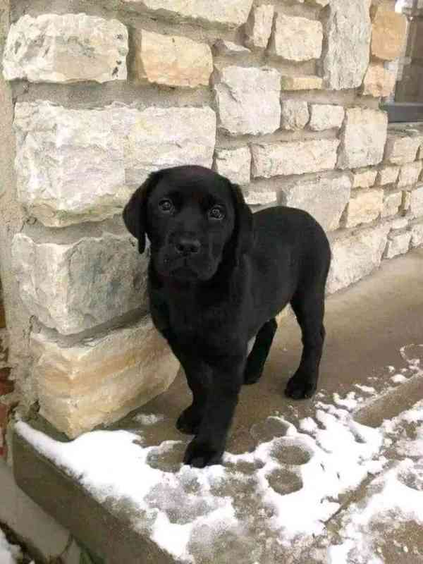 Prodám labradorského retrívra. - foto 4