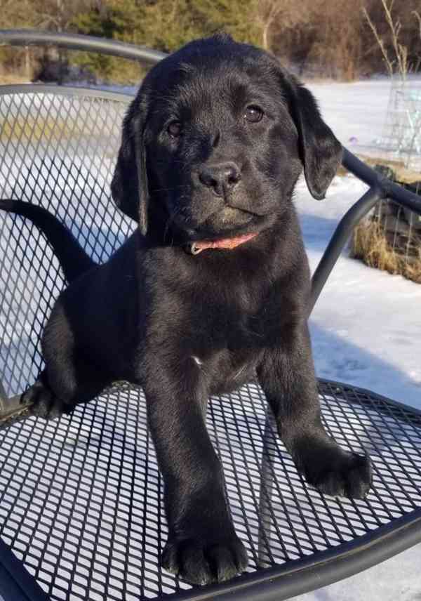 Prodám labradorského retrívra. - foto 3