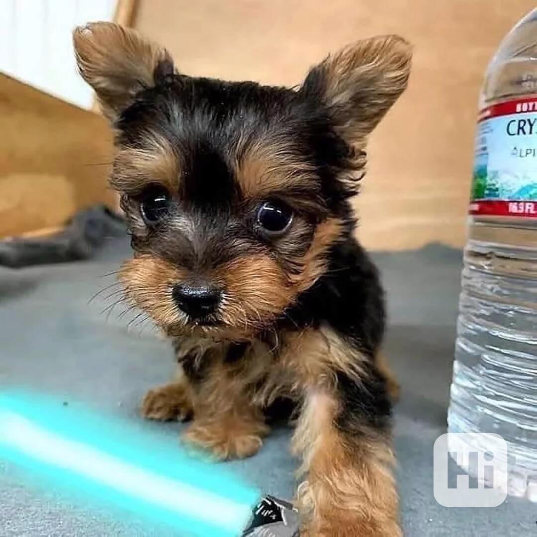 štěňata jorkšírského teriéra - foto 1