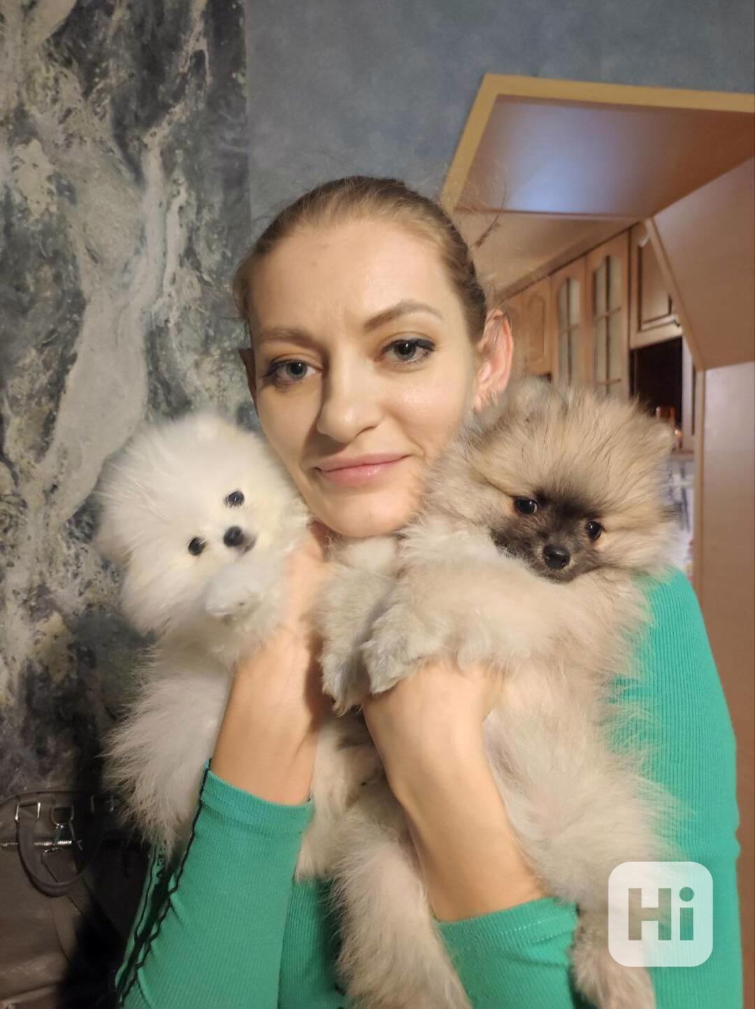 pomeranian  puppies for adoption - foto 1