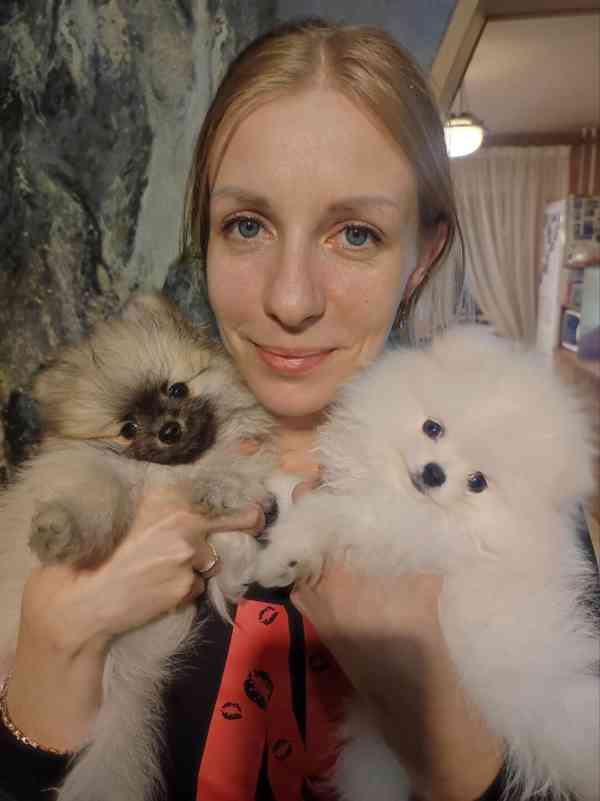pomeranian  puppies for adoption - foto 3