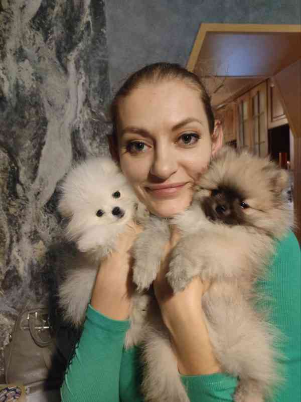pomeranian  puppies for adoption - foto 2