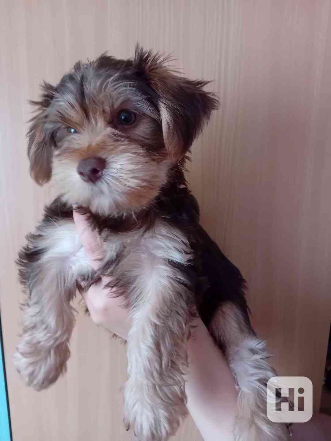 Štěňátka jorkšíra  - foto 1
