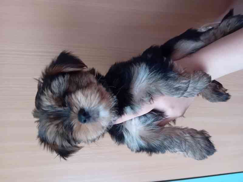 Štěňátka jorkšíra  - foto 2