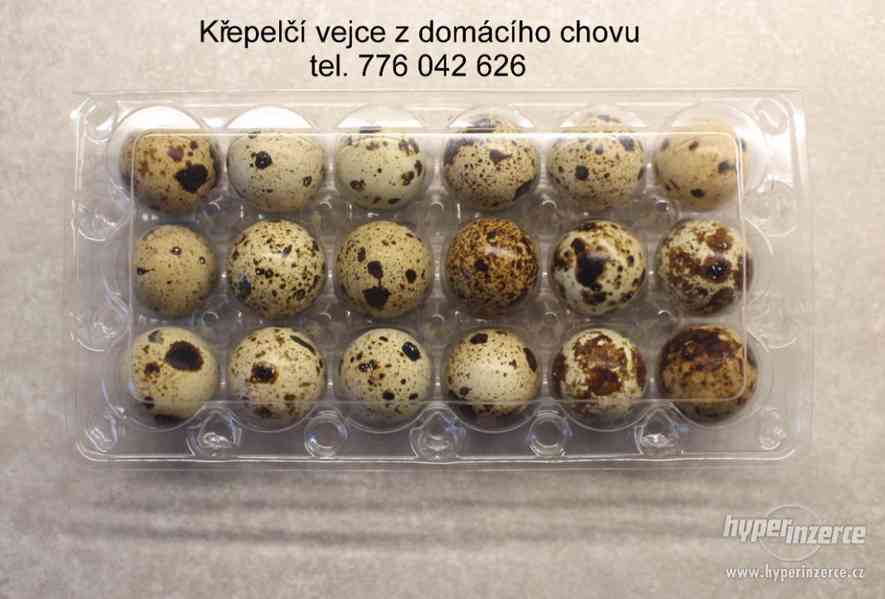 Křepelka Japonská - foto 2
