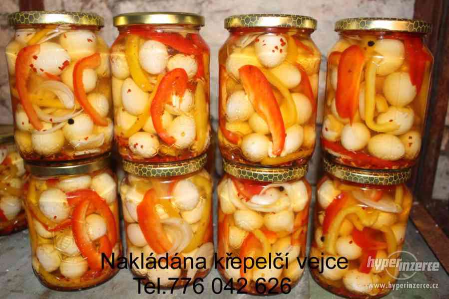 Křepelka Japonská - foto 3