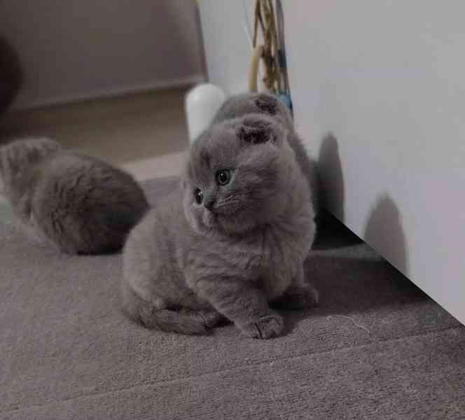 Prodám britská krátkosrstá koťata. - foto 1