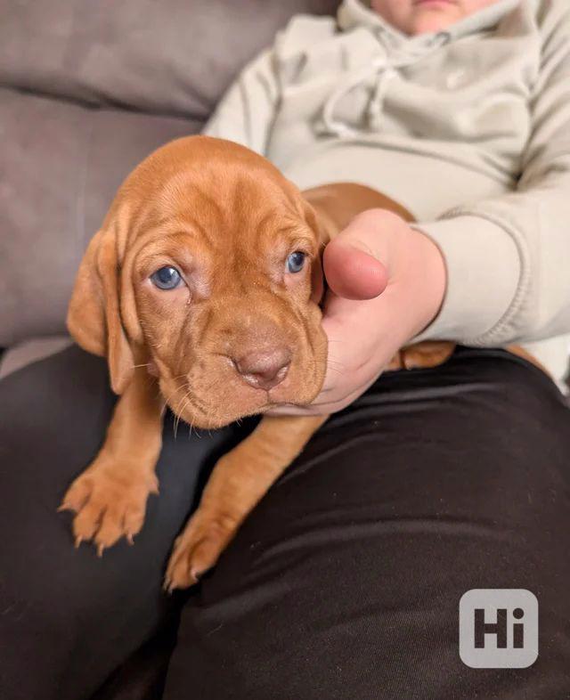 Štěňata maďarské višle - foto 1