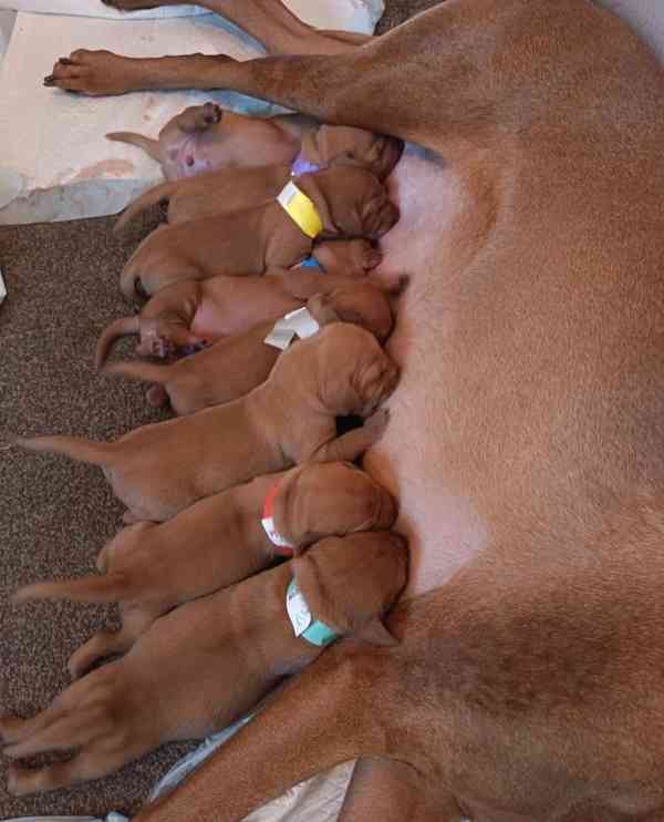 Štěňata maďarské višle - foto 7