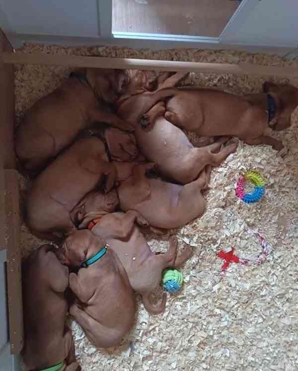 Štěňata maďarské višle - foto 3