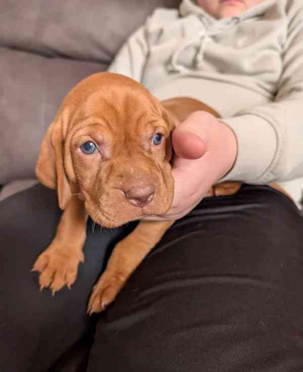 Štěňata maďarské višle - foto 1