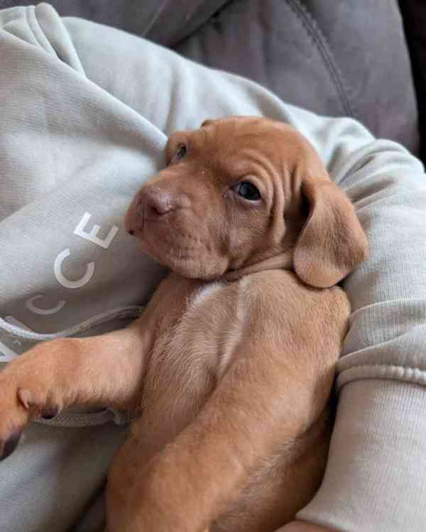 Štěňata maďarské višle - foto 2