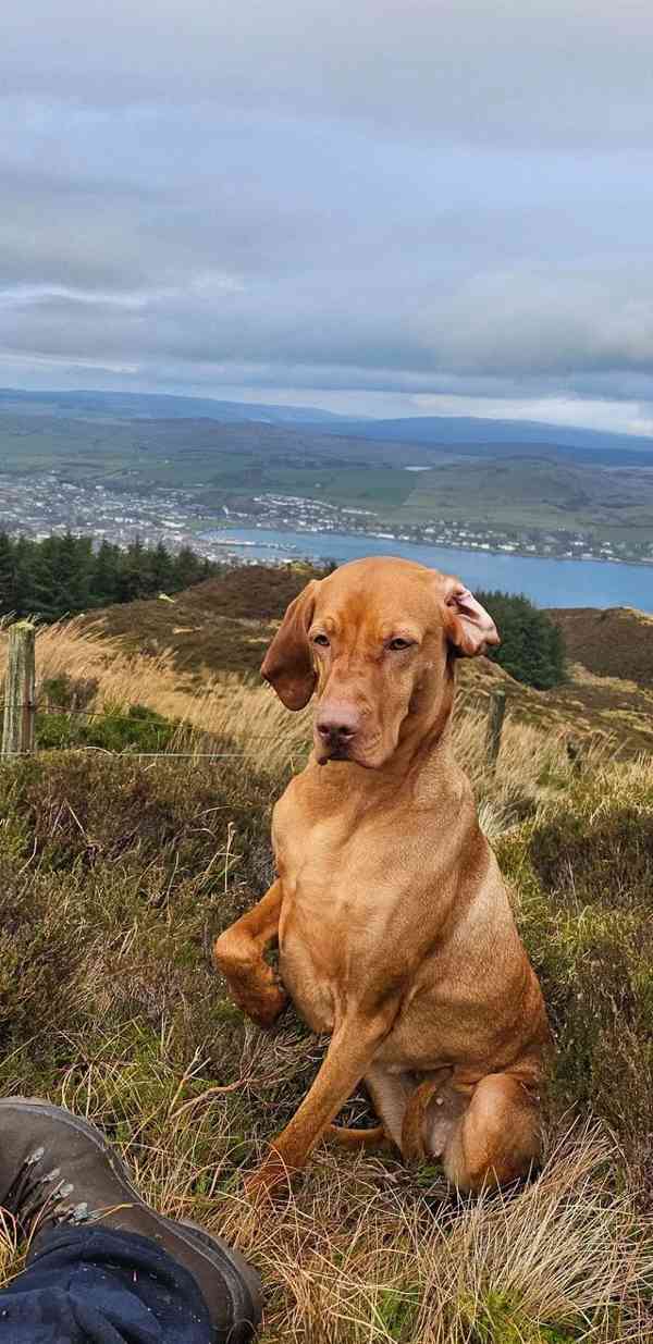 Štěňata maďarské višle - foto 6