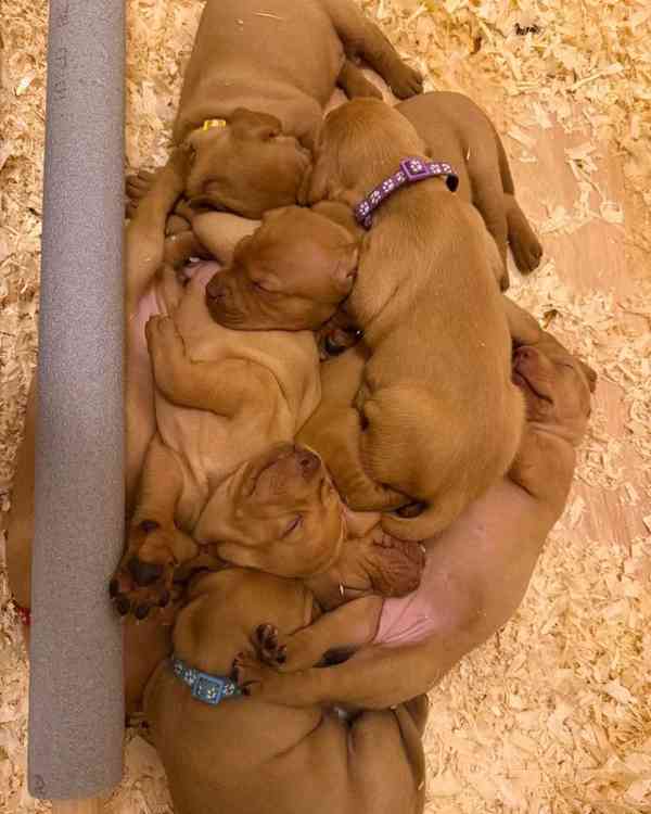 Štěňata maďarské višle - foto 5