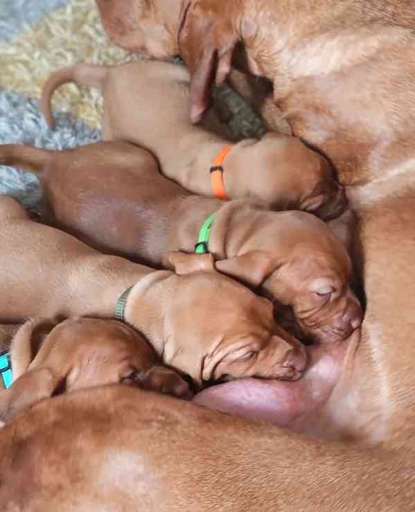 Štěňata maďarské višle - foto 4