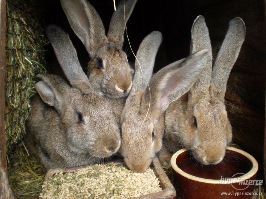 Prodám na chov králíky po belgickém obrovi - foto 1