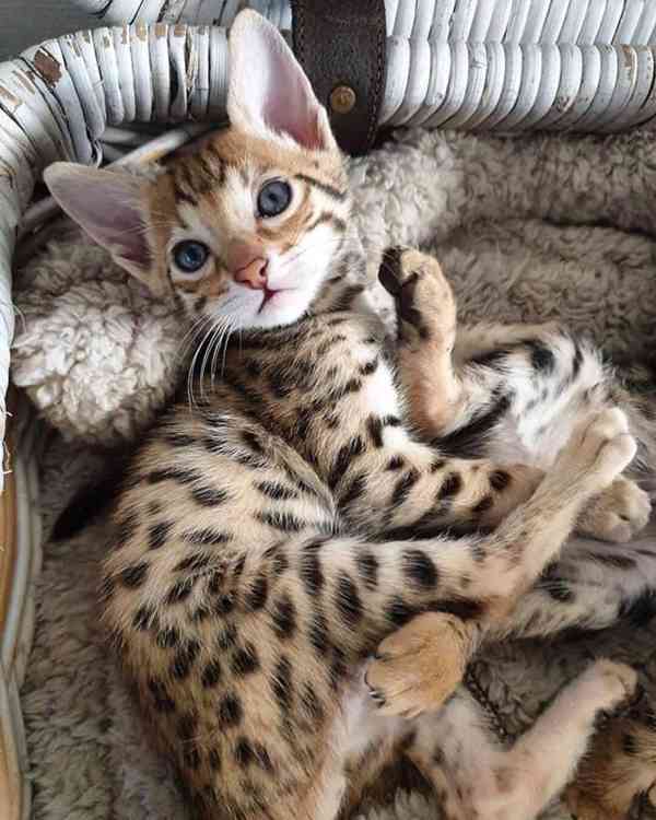  Dárek zdarma Savanová koťátka k adopci  - foto 2