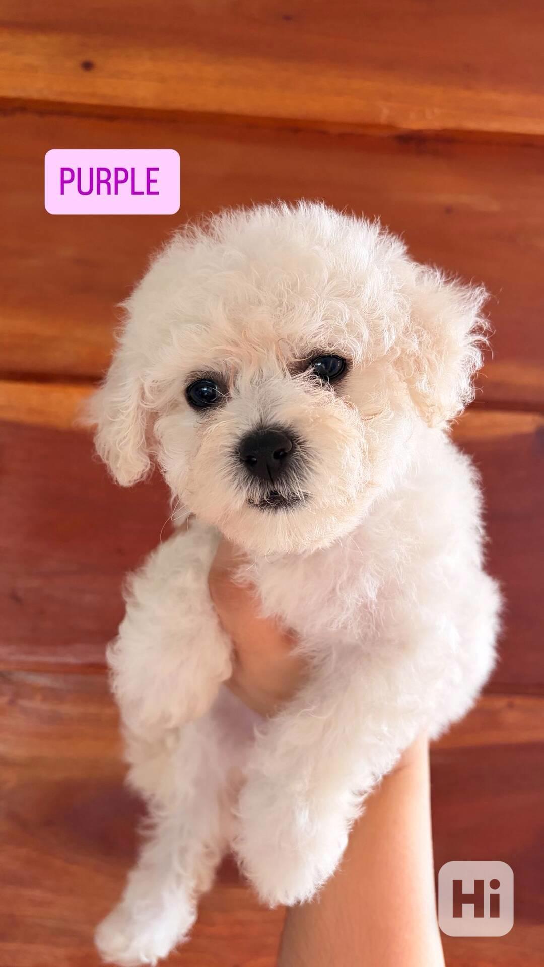 K dispozici Bišonek Frisé - foto 1