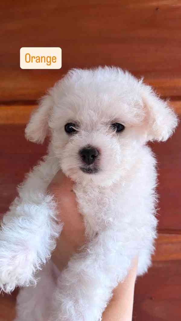 K dispozici Bišonek Frisé - foto 5