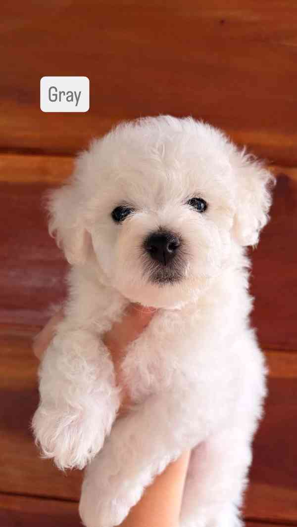 K dispozici Bišonek Frisé - foto 2