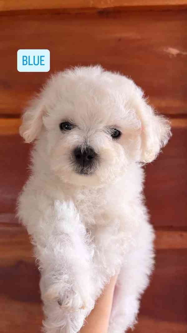 K dispozici Bišonek Frisé - foto 3