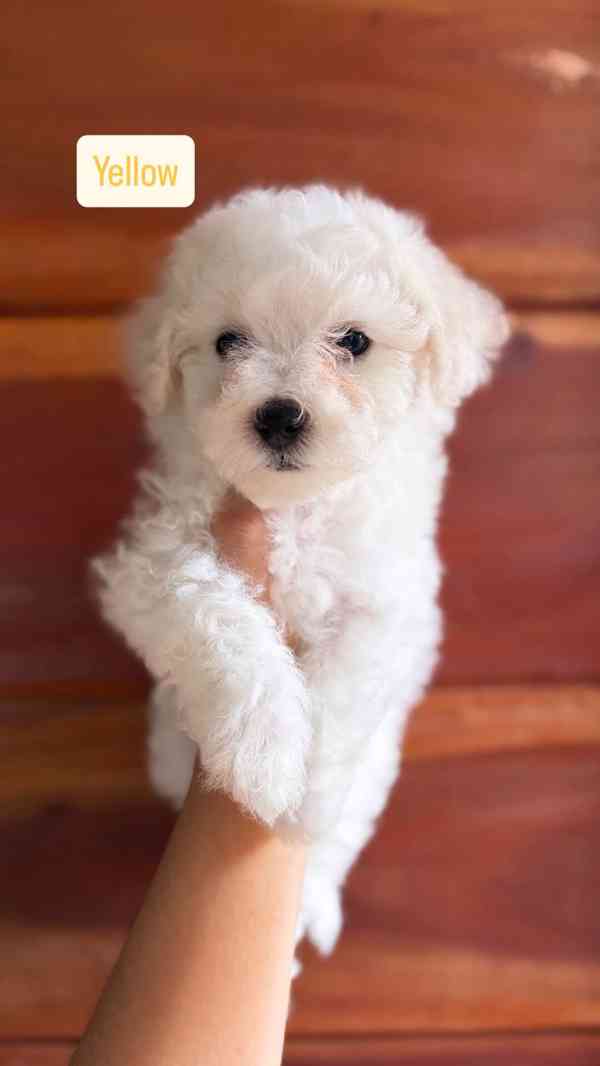 K dispozici Bišonek Frisé - foto 4