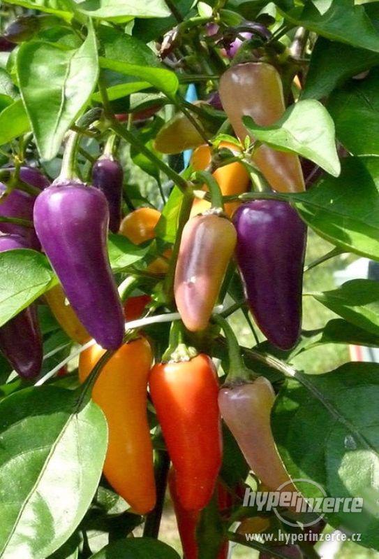 Chilli Jalapeňo multicolor - semena - foto 1
