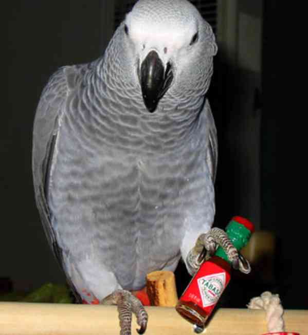 šedé papoušky na prodej (6800kc) - foto 2