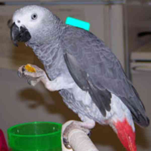 šedé papoušky na prodej (6800kc) - foto 3