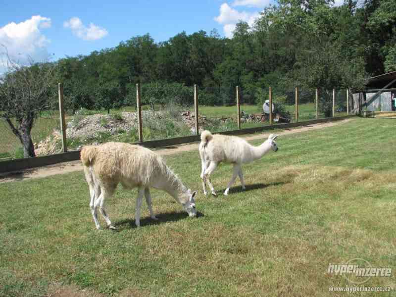 Lama Krotká prodám - foto 3