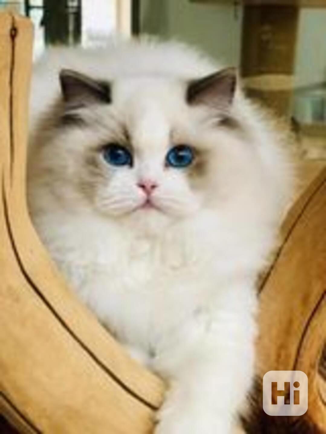 Ragdoll s PP - foto 1